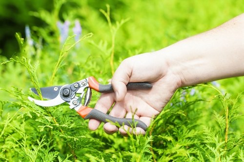 Hedge trimming by a professional gardener in an urban setting